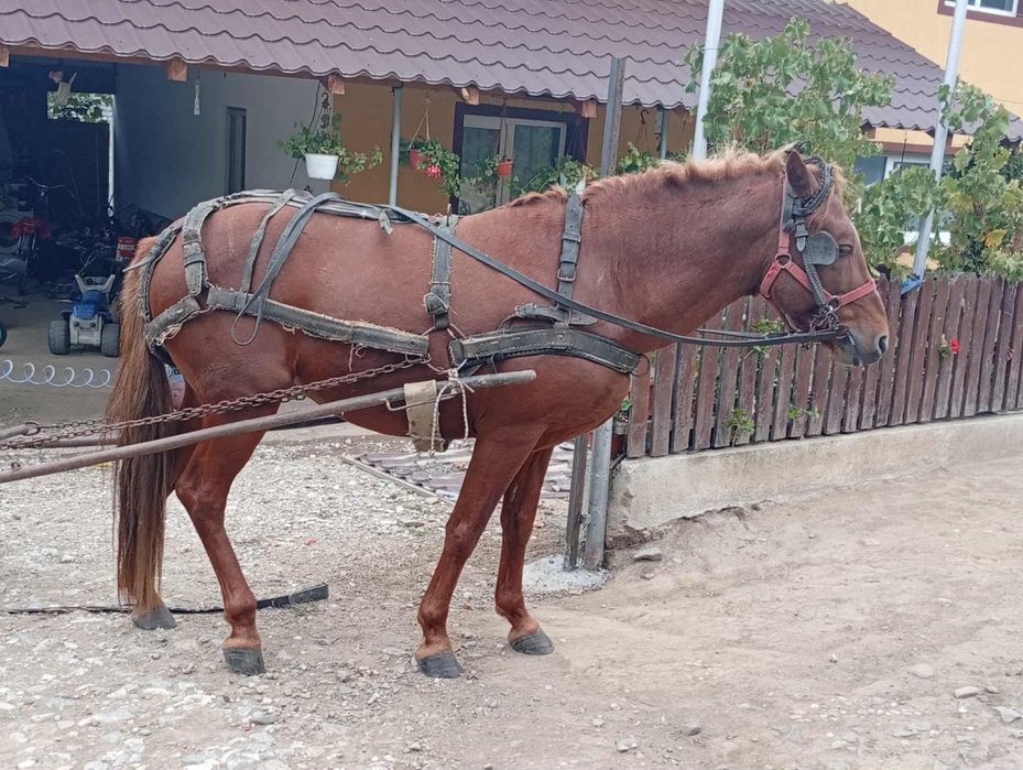Cal armăsar de vânzare