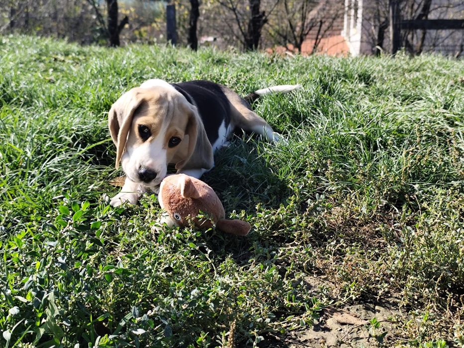 Pui beagle cu pedigree