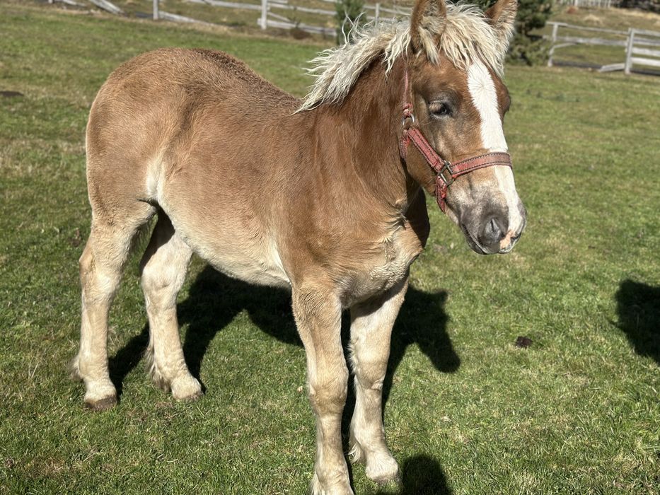 Iapa gestanta 4 ani si manza 7 luni