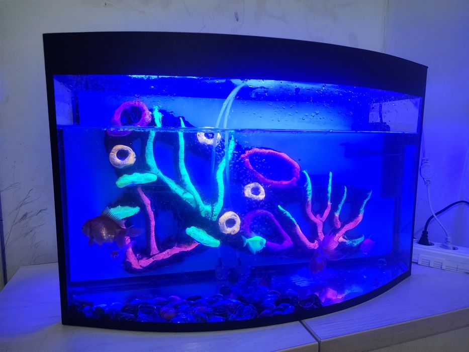 Akvarium, baliqlari bilan