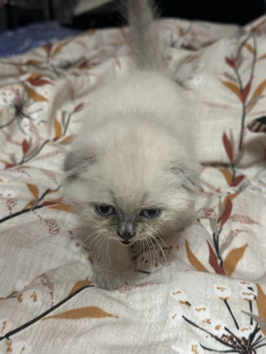 Scottish colorpoint motanel