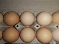 Vând ouă de  găina