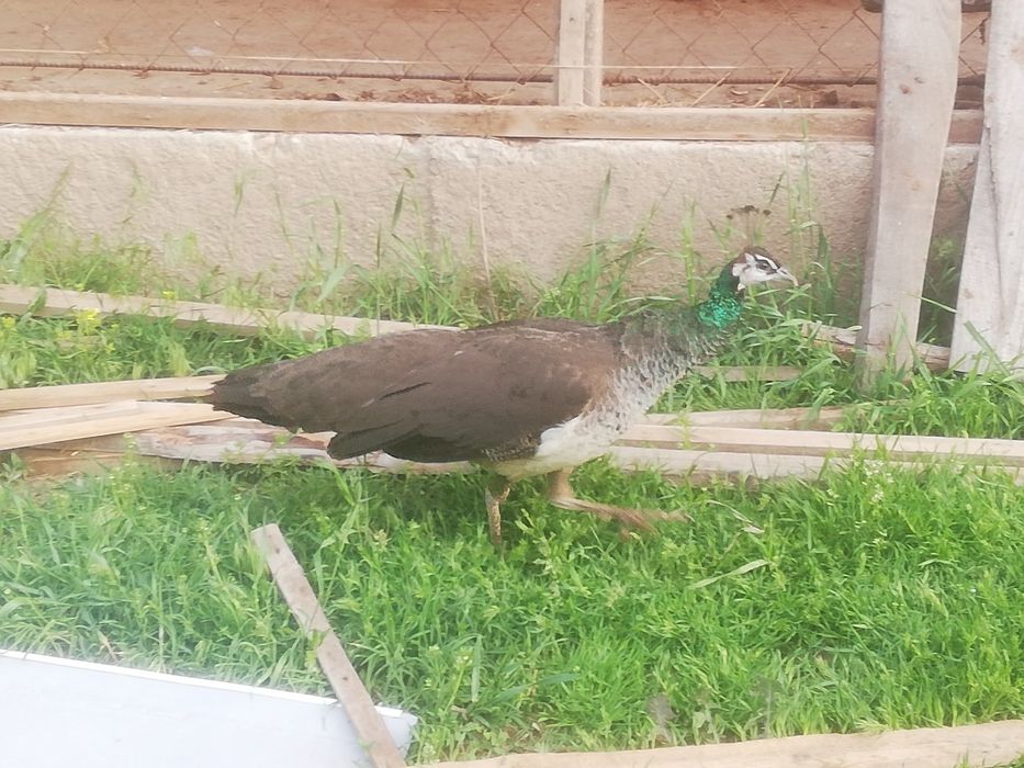 Индийские самка взрослый