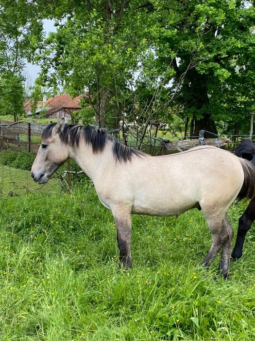 Vând mânz friesian
