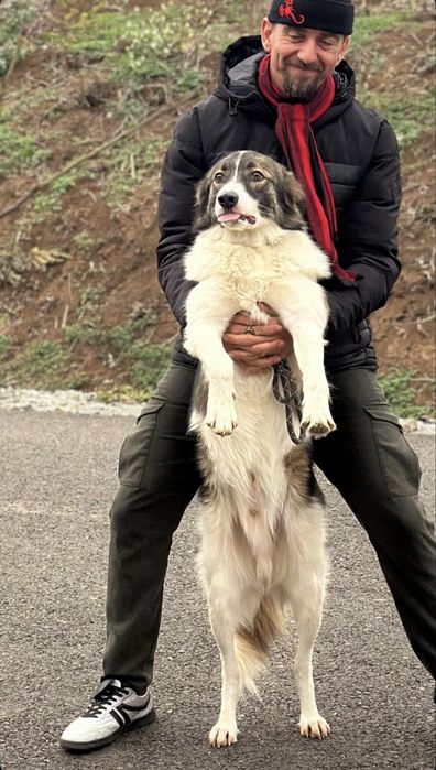 Petsitting | Îngrijitor animale - Plimbare, vizite, grãdiniță, cazare