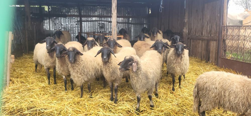 Cărăbașe de teleorman