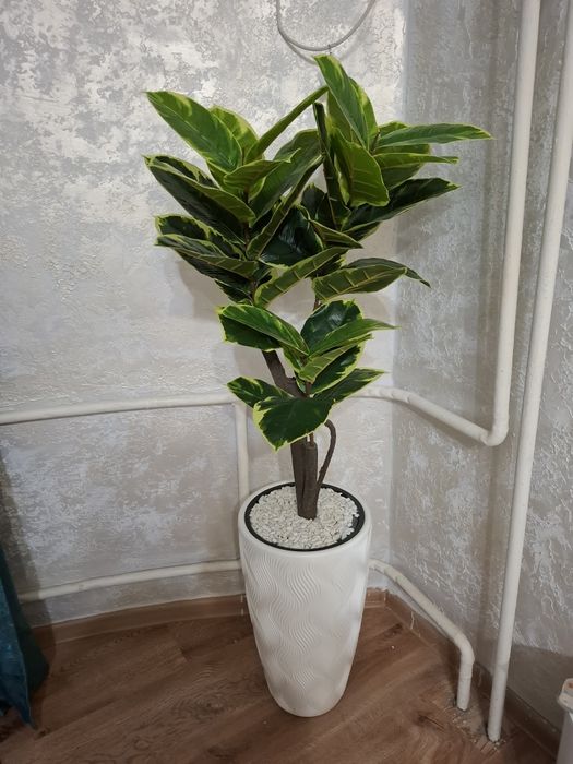 Продм фикус в горшке