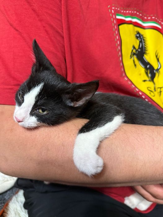 Котенок ищет дом