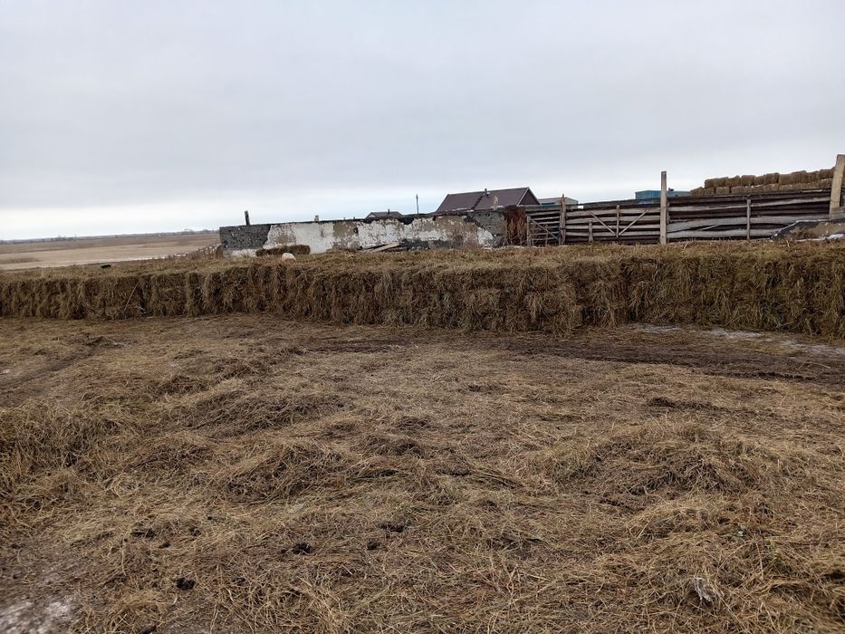 Продам сено в рулонах и тюках