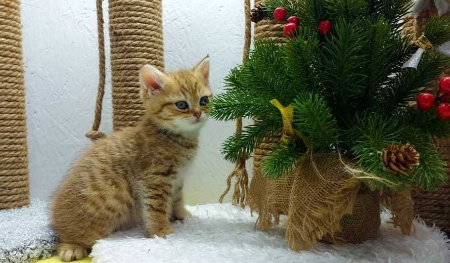 КОШЕЧКА золотая шиншилла