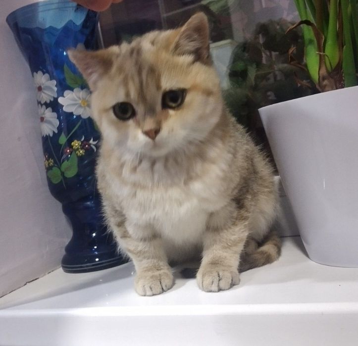 Zolotistiy Mramorniy Shinshilla Strayt mushuk