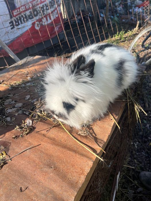 Iepurii de vânzare , sunt pereche