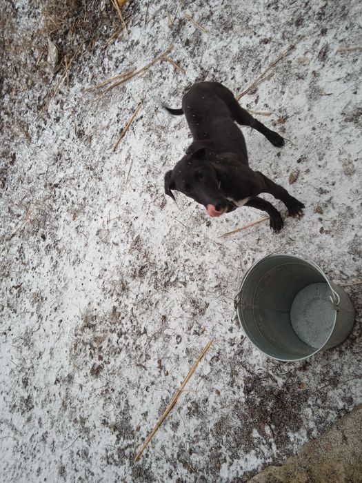 Тазы күшігі бар обмен