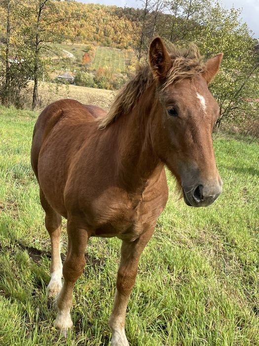 manz de 6 luni de vanzare