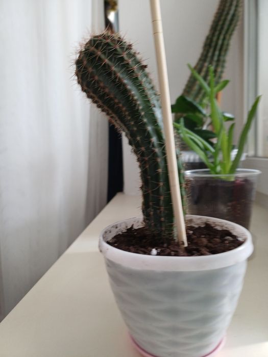 Кактусы комнатные растении