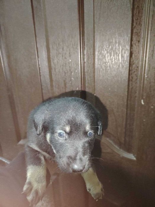 Пристраиваются Щенки средней породы / Kuchuk bor