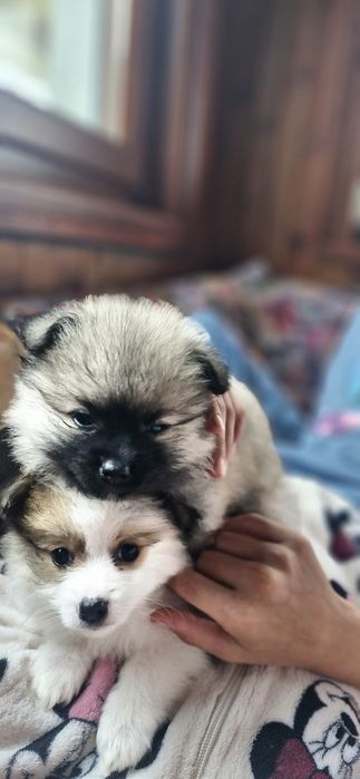 Померанчета женски