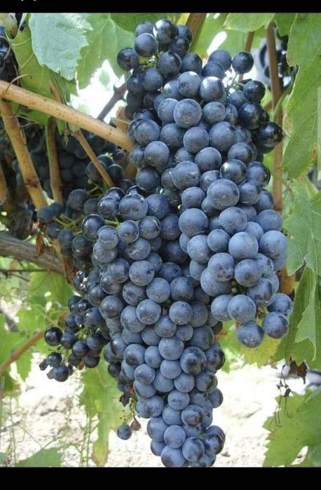 Vindem struguri de vin transportate la lădițe  la domiciliu  mulțumesk