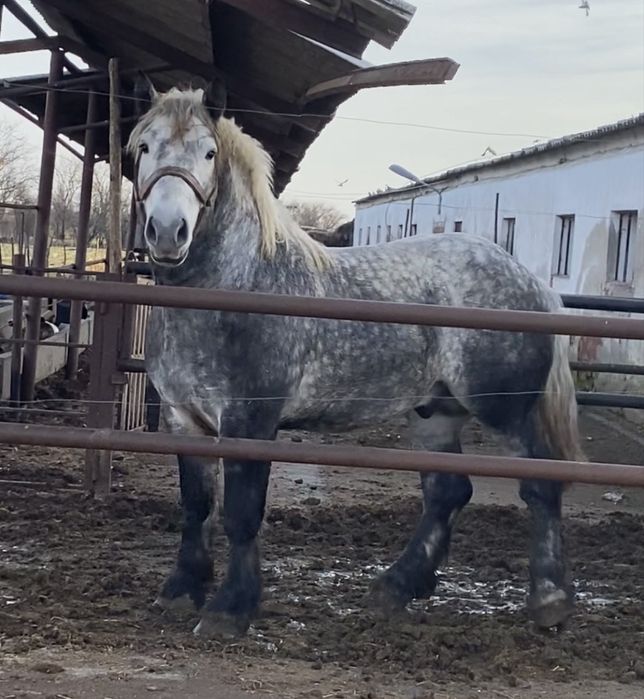 Armasar Percheron pentru monta