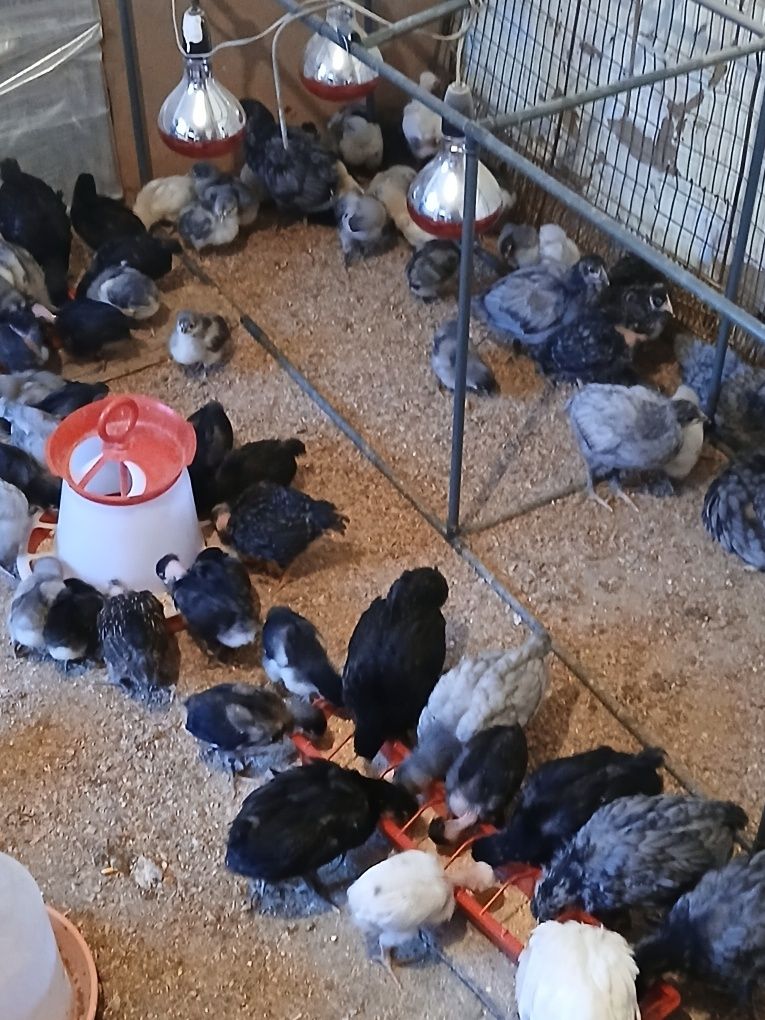 Vând pui australorp negru / albastru