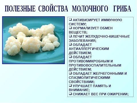 Продажа молочного гриба