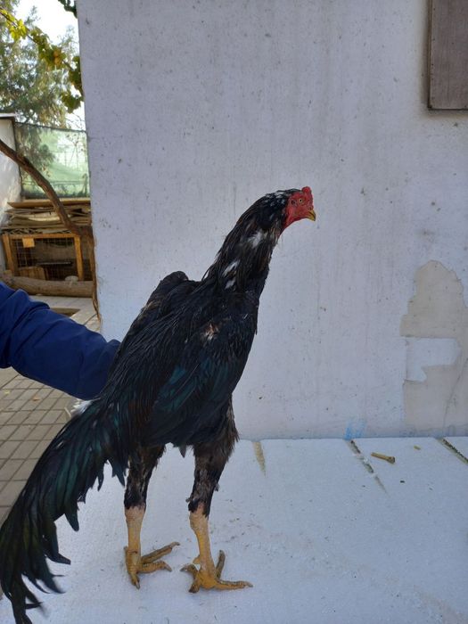 Dakan xoroz sotiladi