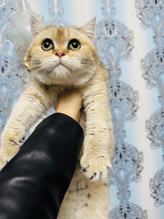 Продается котенок мальчик шиншила золото