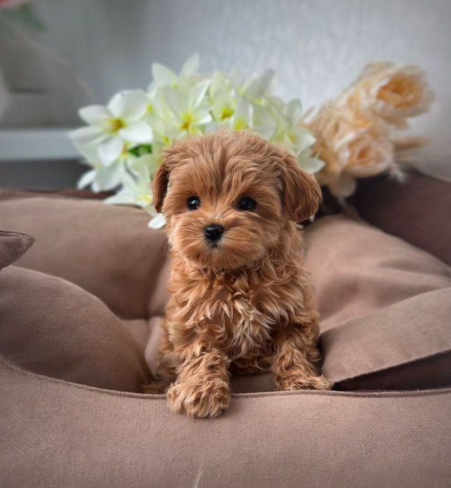 тот кого хотят найти под елкой Мальтипу Ф1