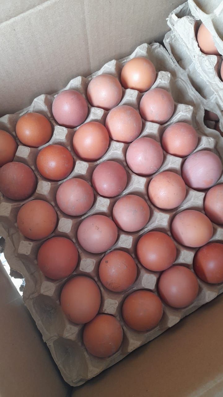 Продам яйца инкубационный