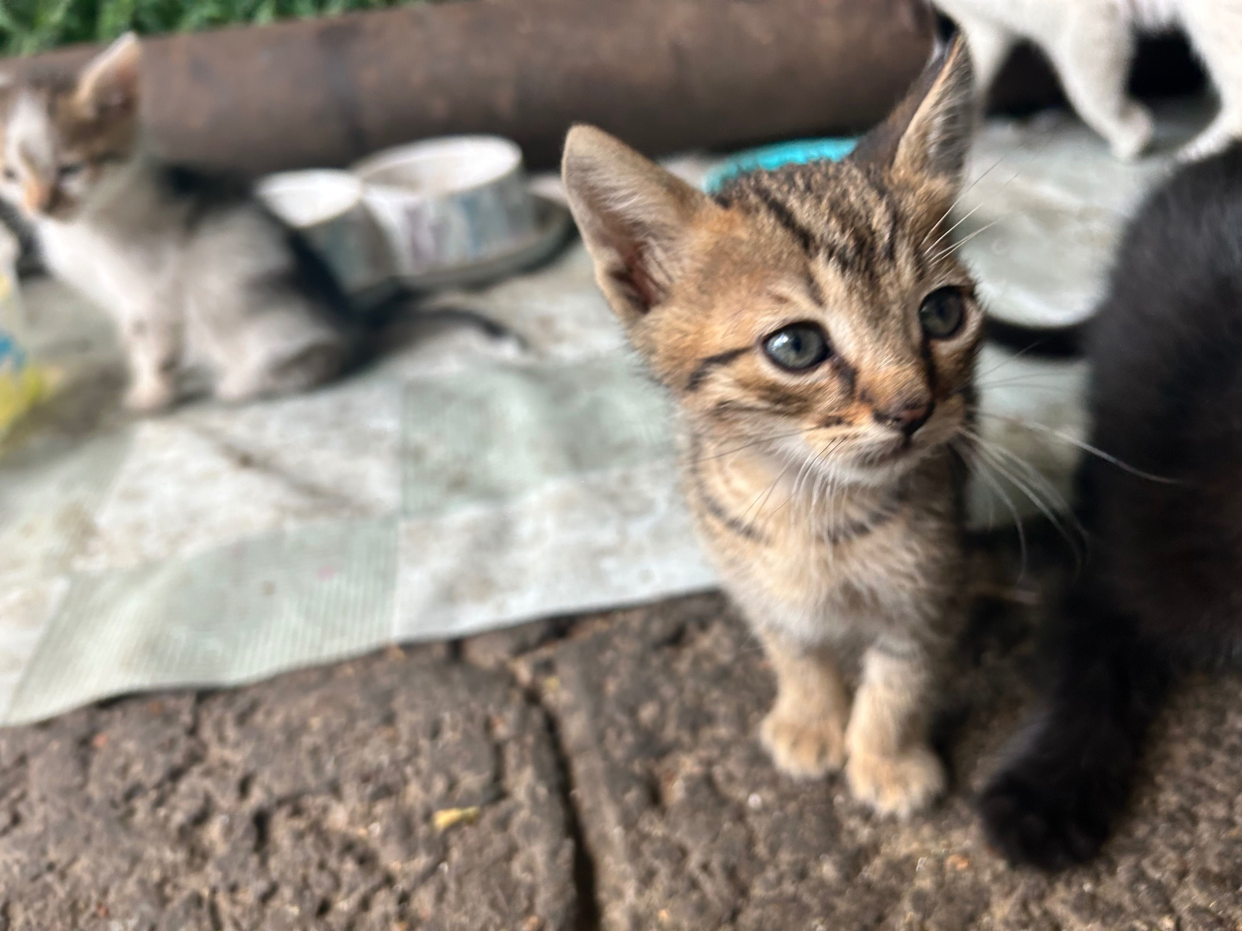 Подарявам котенца