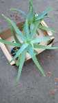 Aloe Verra planta de 75-80 cm,are 6ani.