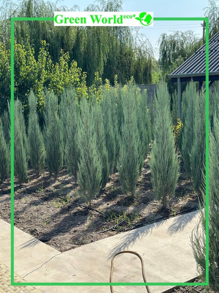 Juniperus Skoyrocket