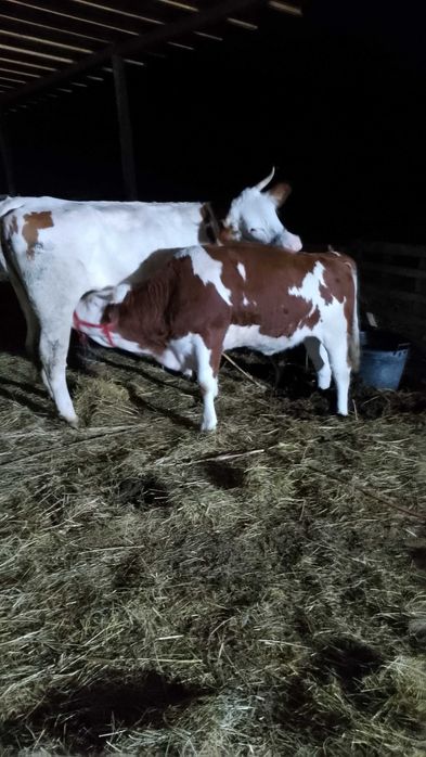 Vând vaca 3 ani și junică de 1 an