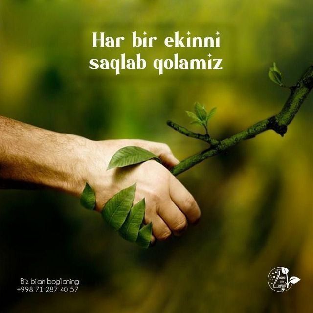 Daraxt kesish va dorilash xizmati