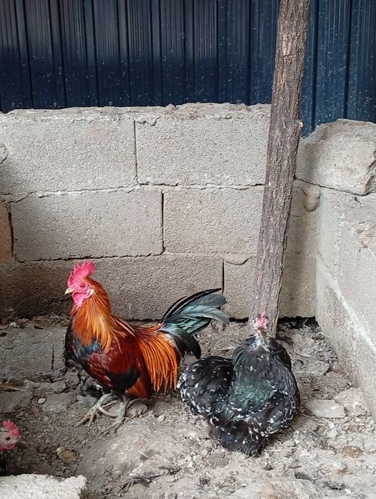 Găinușe pitice..