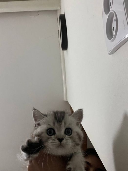 Шотландский Страйт