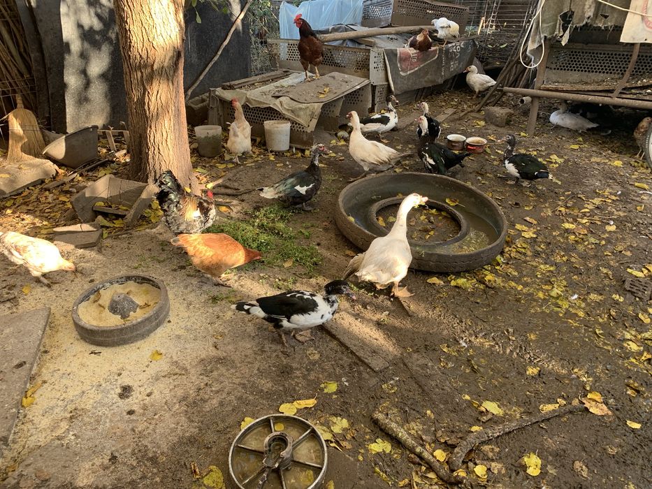 Vand rate mute ( lesesti )