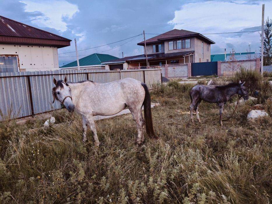 Кулынды бие сауын бие кобылу