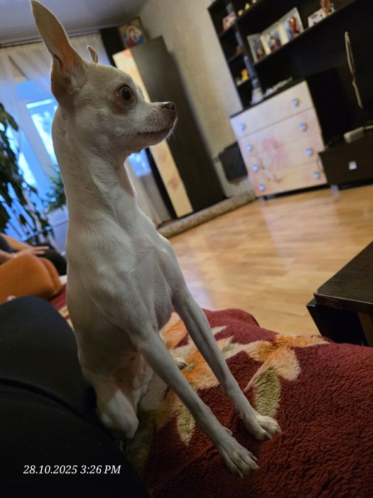 Ищем кобеля чихуахуа