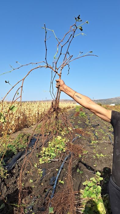 Butași Viță De Vie Certificați