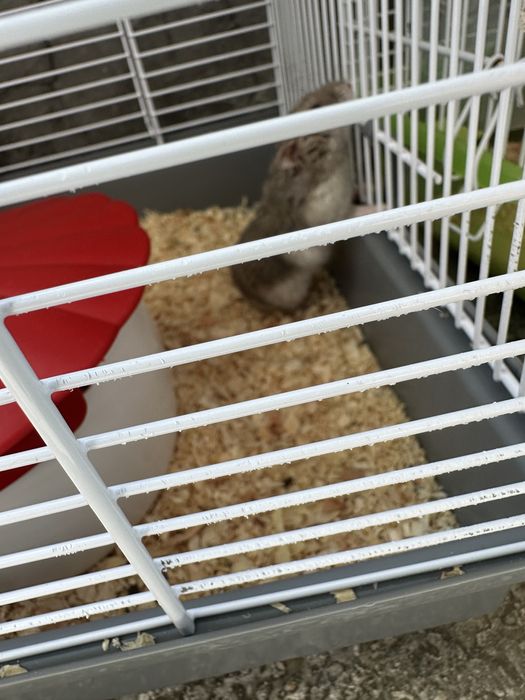 2 hamsteri 2 broaste testoase