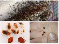 Дезинфекция от тараканов и клопа