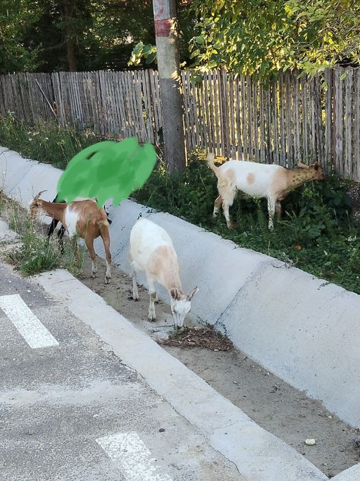 De vânzare animale