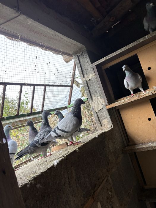 Vand porumbei sau schimb cu gaini