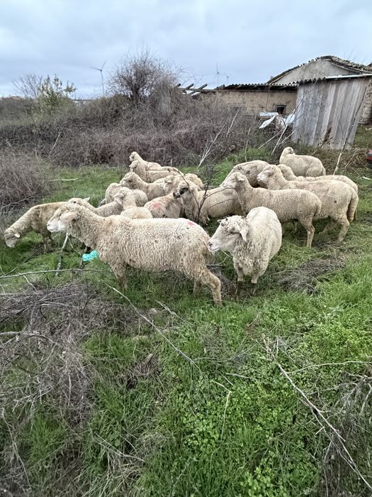 Oi gestante de vanzare