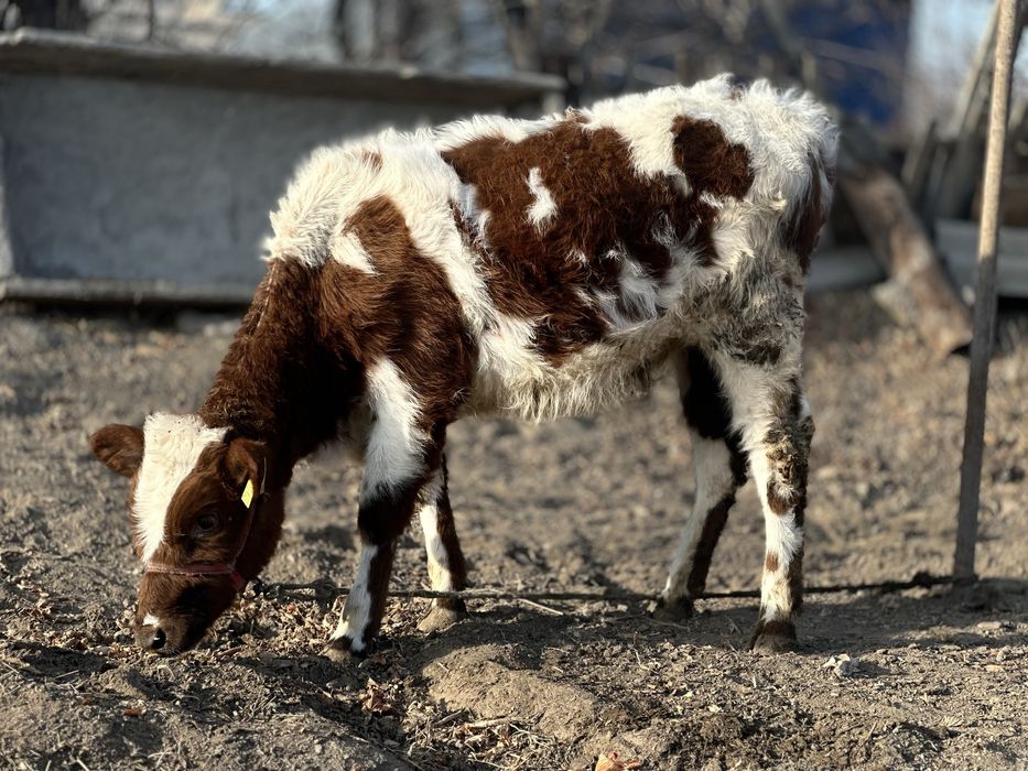 Продается телка Симментал