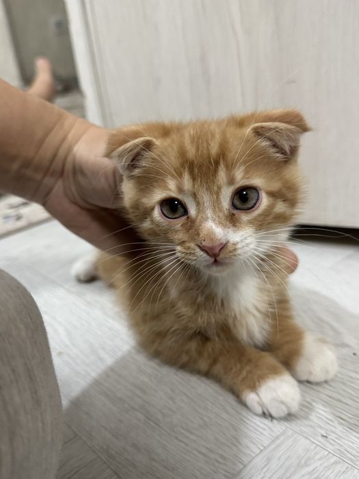 Skotish fold Srochna sotiladi