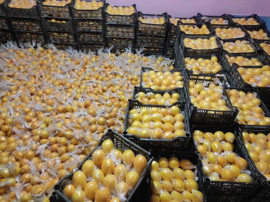 Mir navgli limon Hosili. 50.000 SUM