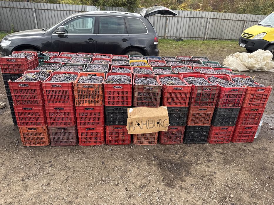 Vand struguri mucast hamburg