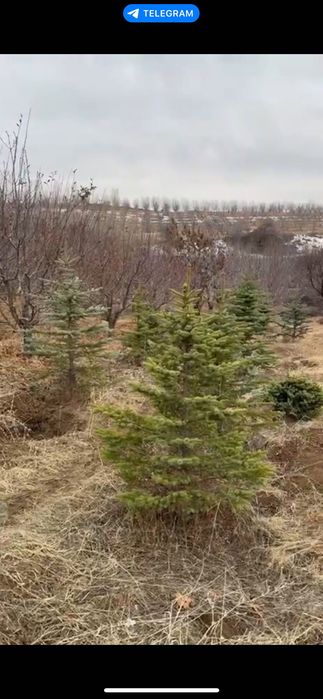 Голубой ел | Archa